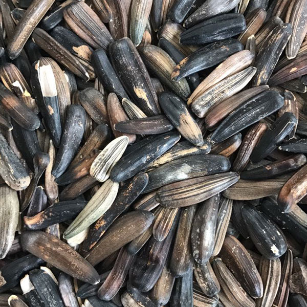 kubwa